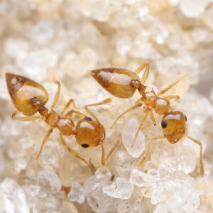 Alternative view of Missouri Acrobat Ant (Crematogaster missouriensis)