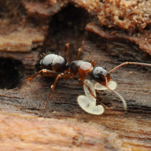 Alternative view of Nearctic Carpenter Ant (Camponotus nearcticus)