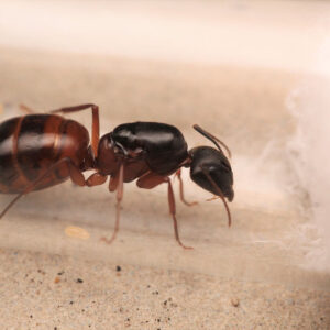 Variable Carpenter Ants (Camponotus vicinus)