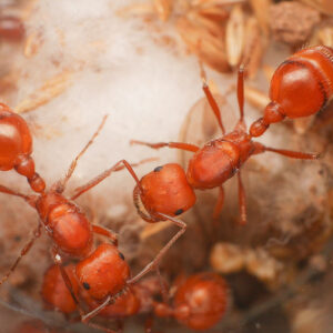 Alternative view of Maricopa Harvester Ants (Pogonomyrmex maricopa)