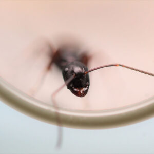 Alternative view of Western Carpenter Ants (Camponotus modoc)