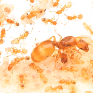 Alternative view of Gatekeeper Big-Headed Ants (Pheidole lamia)